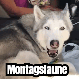Ein fertiges GIF: ein heulender Husky mit Untertitel