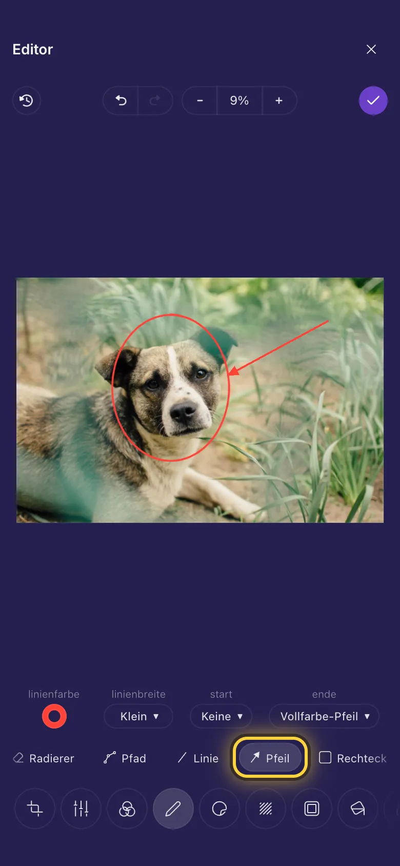 Ein roter Kreis um das Gesicht eines Hundes, mit einem Pfeil, der darauf zeigt