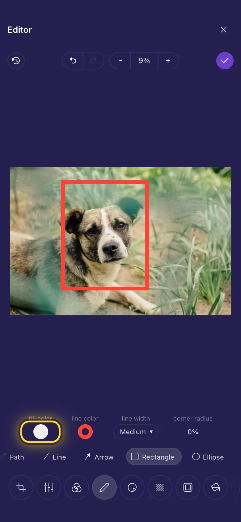 A red outlined box drawn round a dog's face