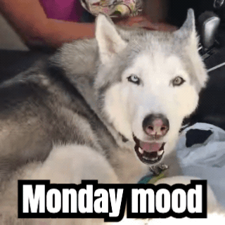 A finished GIF: a husky howling, with a caption