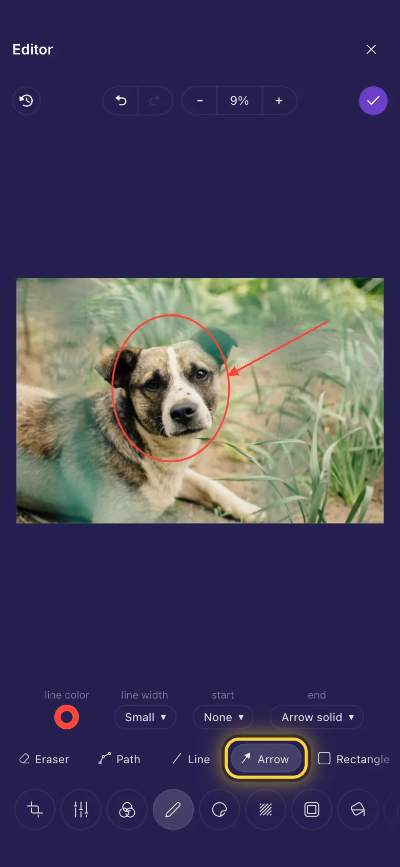A red circle drawn round a dog's face, with an arrow pointing at it