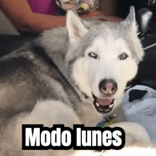 Un GIF terminado: un husky aullando, con un subtítulo
