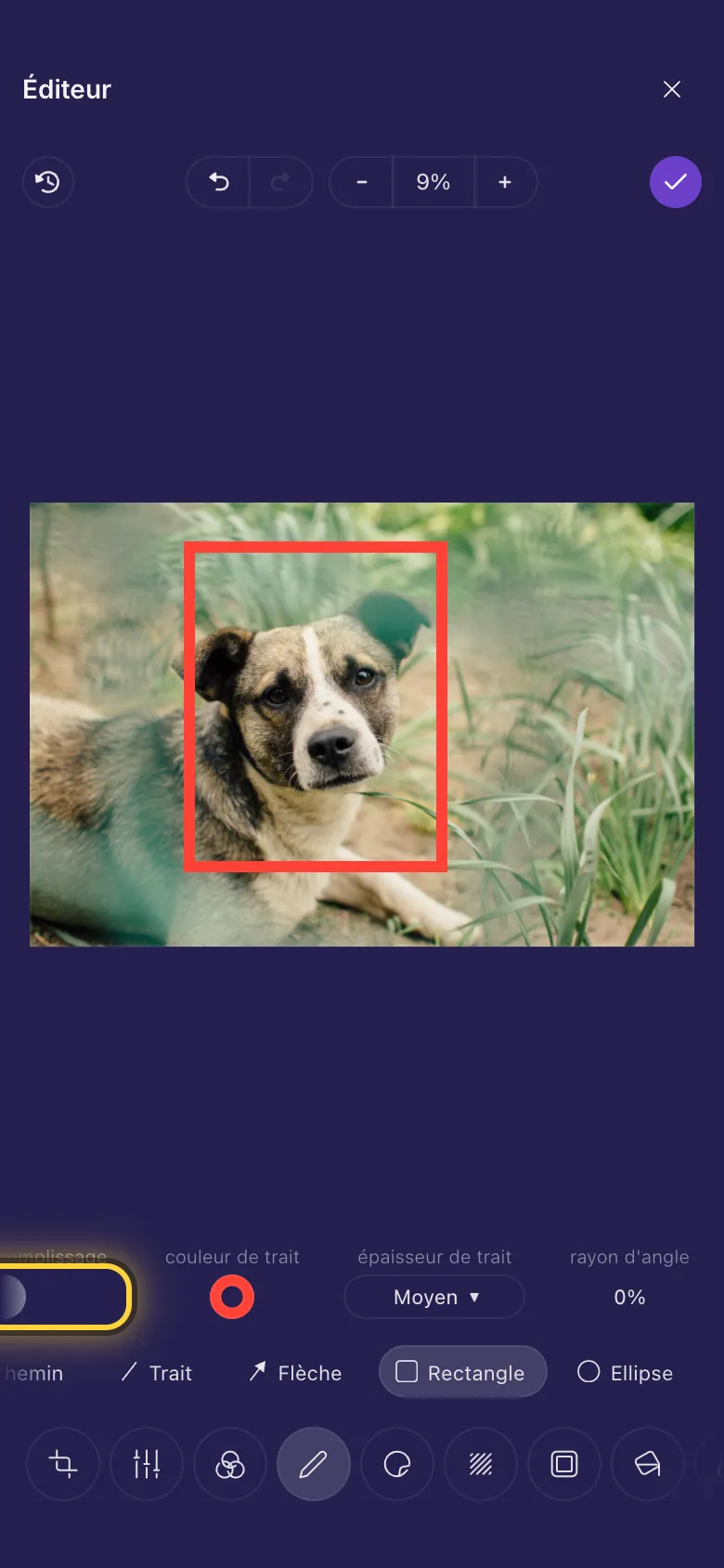 Un rectangle à contour rouge dessiné autour de la tête d'un chien