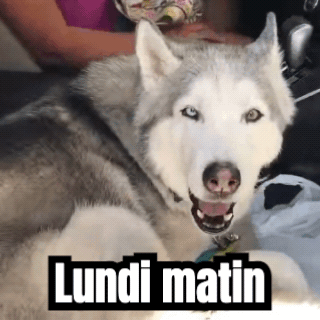 Un GIF terminé : un husky qui hurle, avec une légende