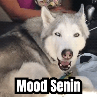 GIF yang sudah jadi: seekor husky melolong, dengan teks