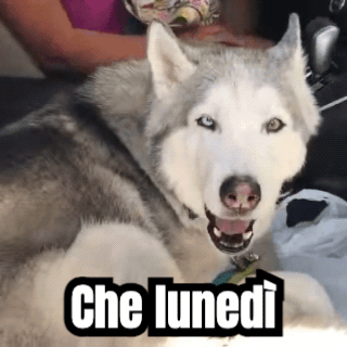 Una GIF finita: un husky che ulula, con una didascalia