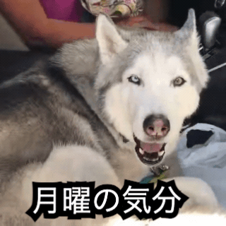 完成した GIF：遠吠えするハスキーに字幕が付いています