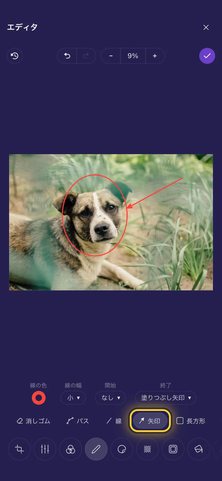 犬の顔を囲む赤い丸と、それを指す矢印
