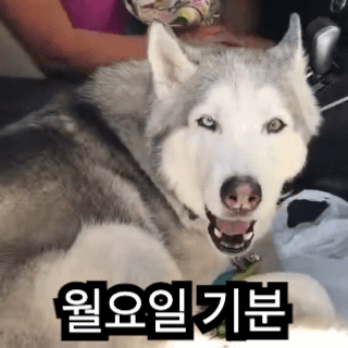 완성된 GIF: 울부짖는 허스키와 자막