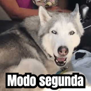 Um GIF pronto: um husky uivando, com uma legenda