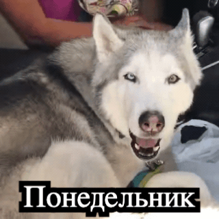 Готовый GIF: воющий хаски с подписью