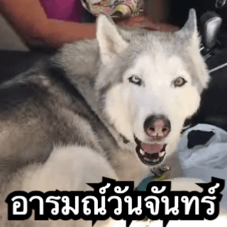 GIF ที่เสร็จแล้ว: สุนัขฮัสกี้กำลังหอน พร้อมคำบรรยาย