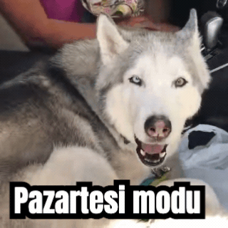 Bitmiş bir GIF: uluyan bir husky, altyazısıyla