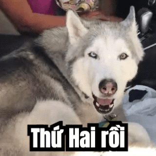 Một GIF hoàn chỉnh: chú chó husky đang tru, kèm chú thích