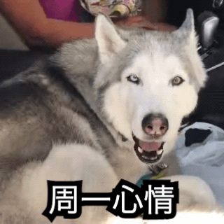 一个做好的 GIF：一只正在嚎叫的哈士奇，配有字幕